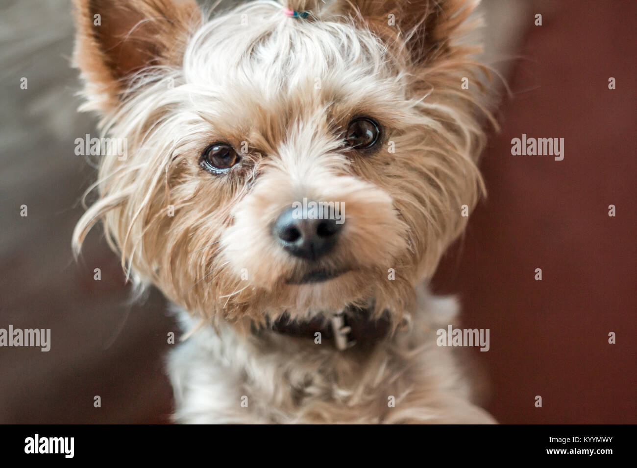 Are Terriers Affectionate