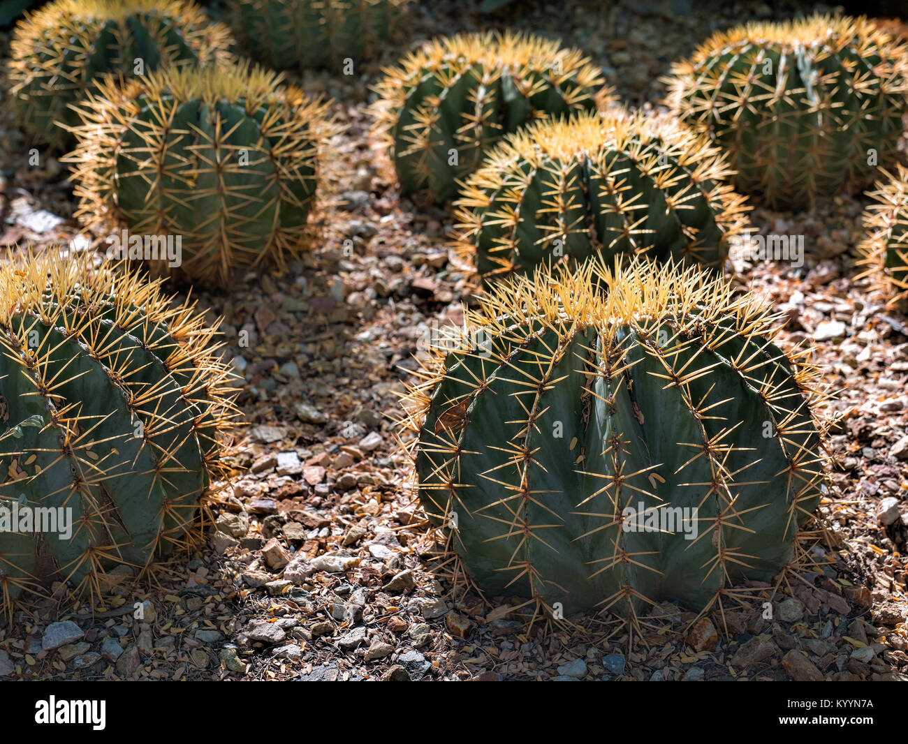 Ferocactus young plants in rows Stock Photo