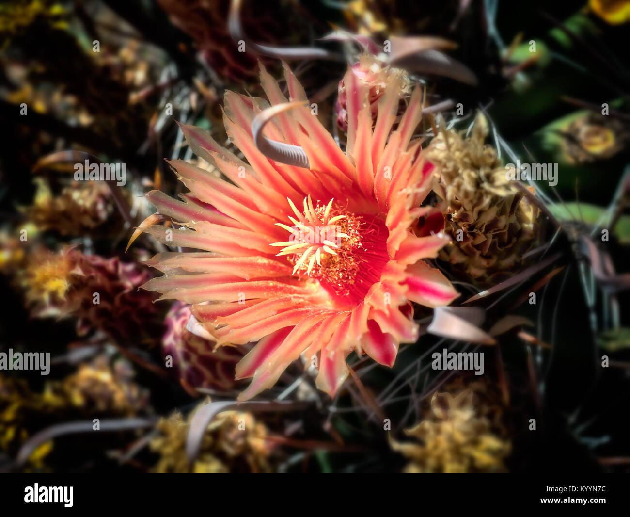 Ferocactus cactaceae with red flowers Stock Photo