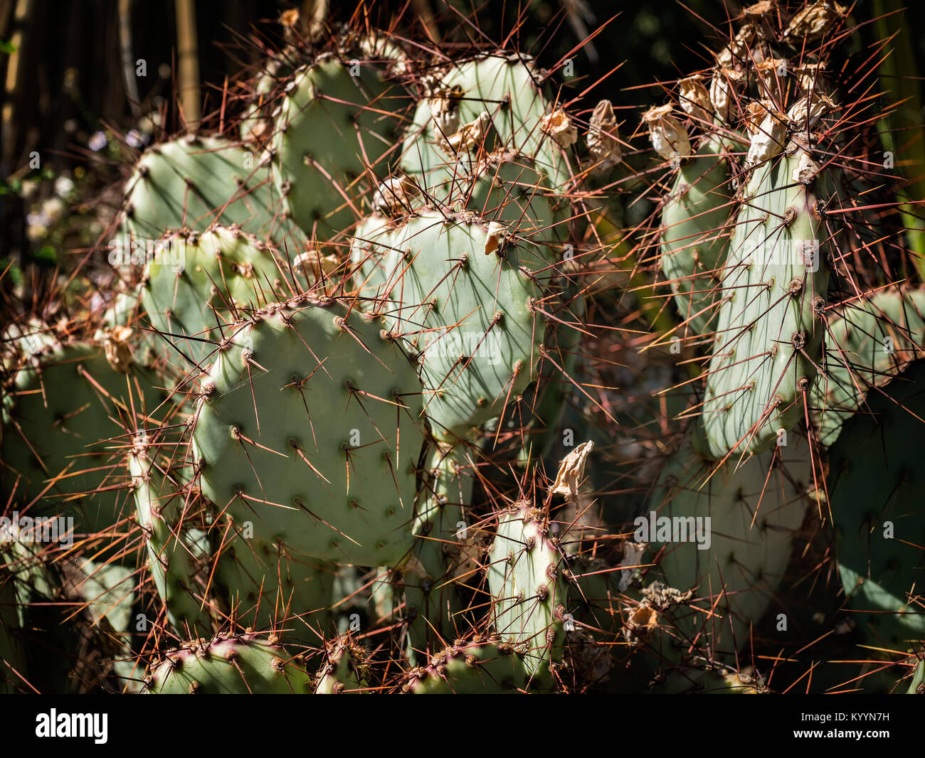Opuntia cacti with buds and many spines Stock Photo