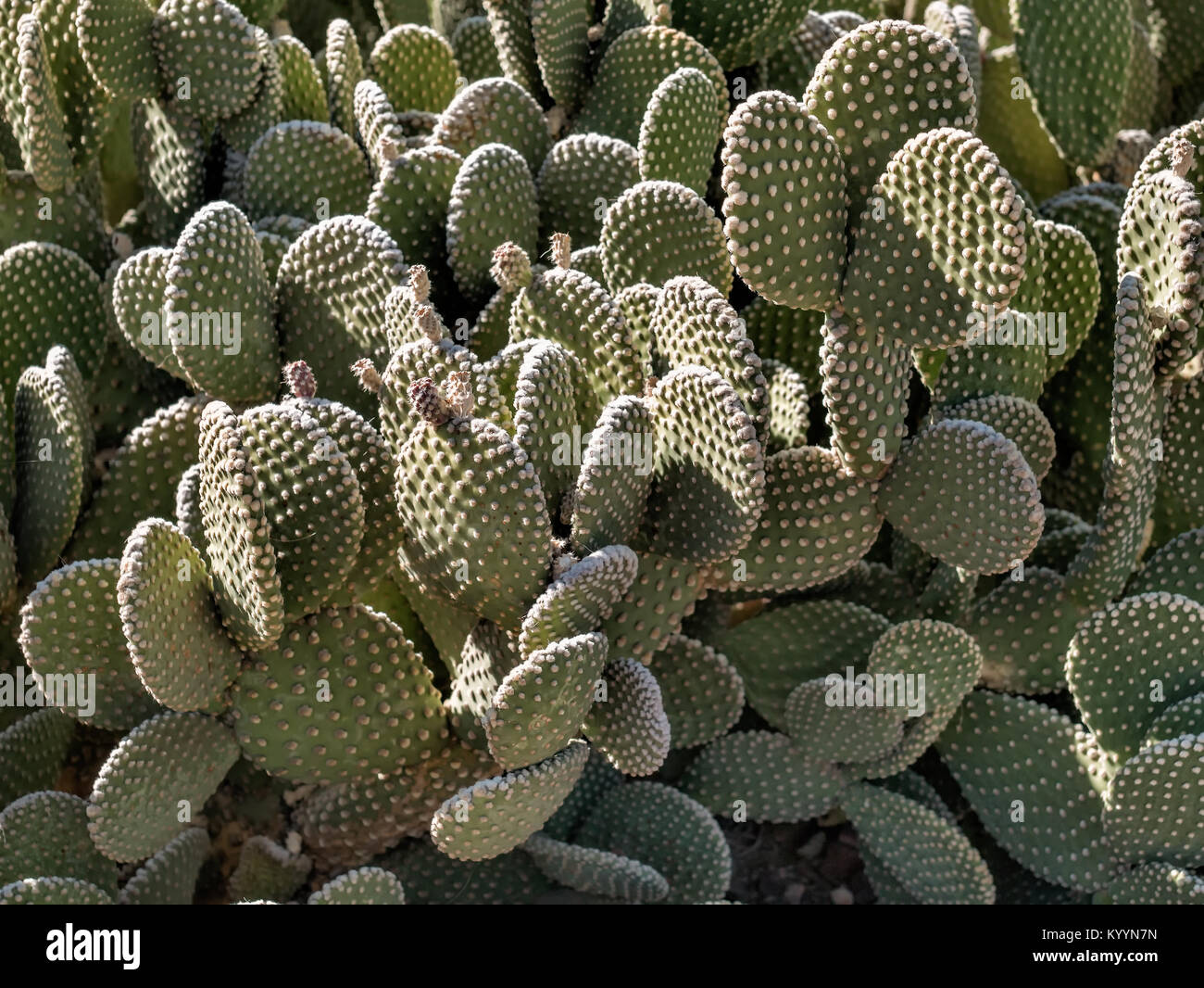 Opuntia cacti with buds and many spines Stock Photo