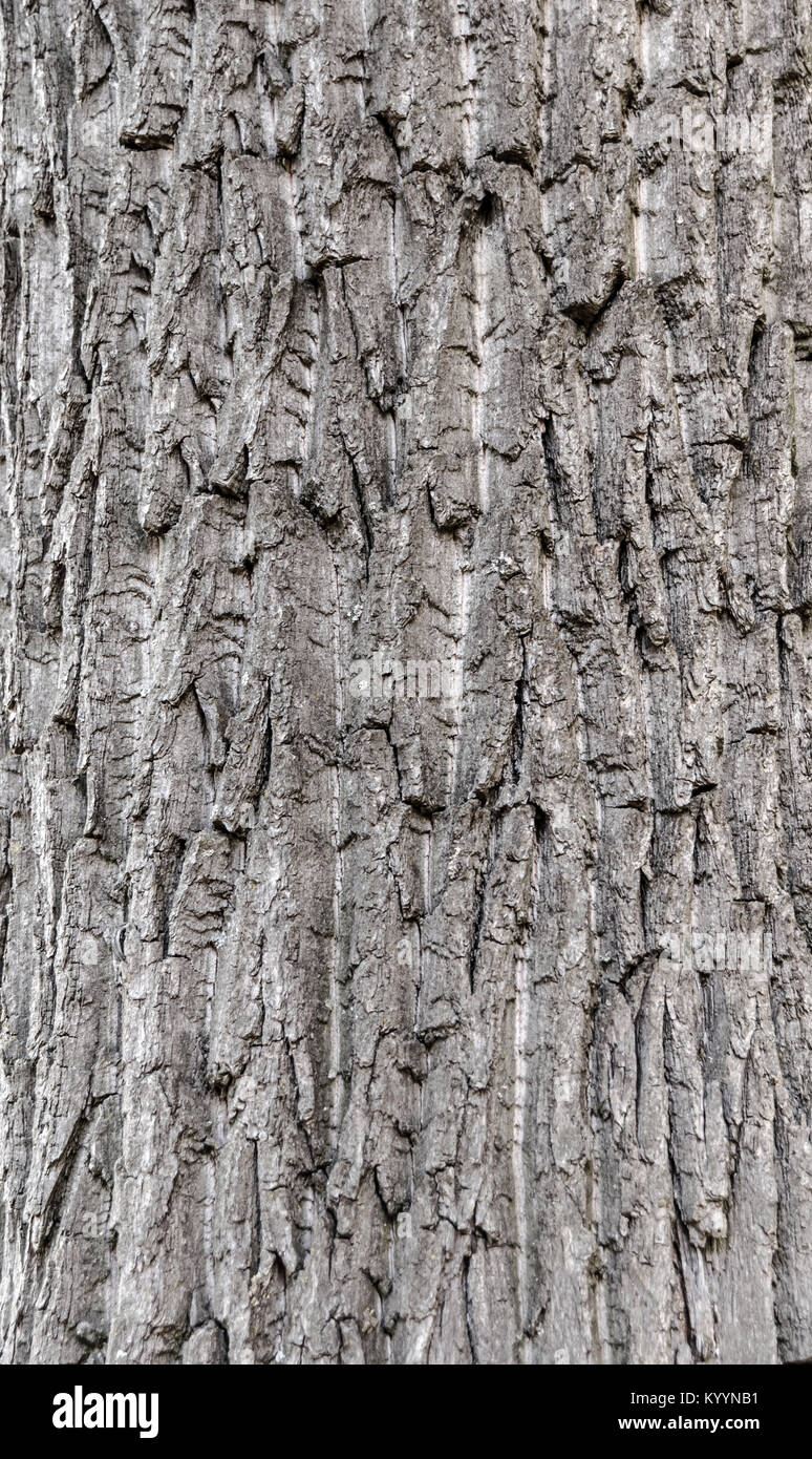 Seamless tree bark background. Grey texture of the old tree Stock Photo