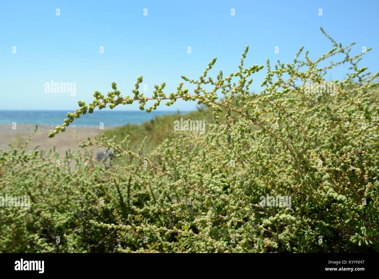 Balancon / Moquini's Traganum (Traganum moquinii) bushes growing on the fringes of a sandy beach, Pozo Negro, Fuerteventura, June. Stock Photo