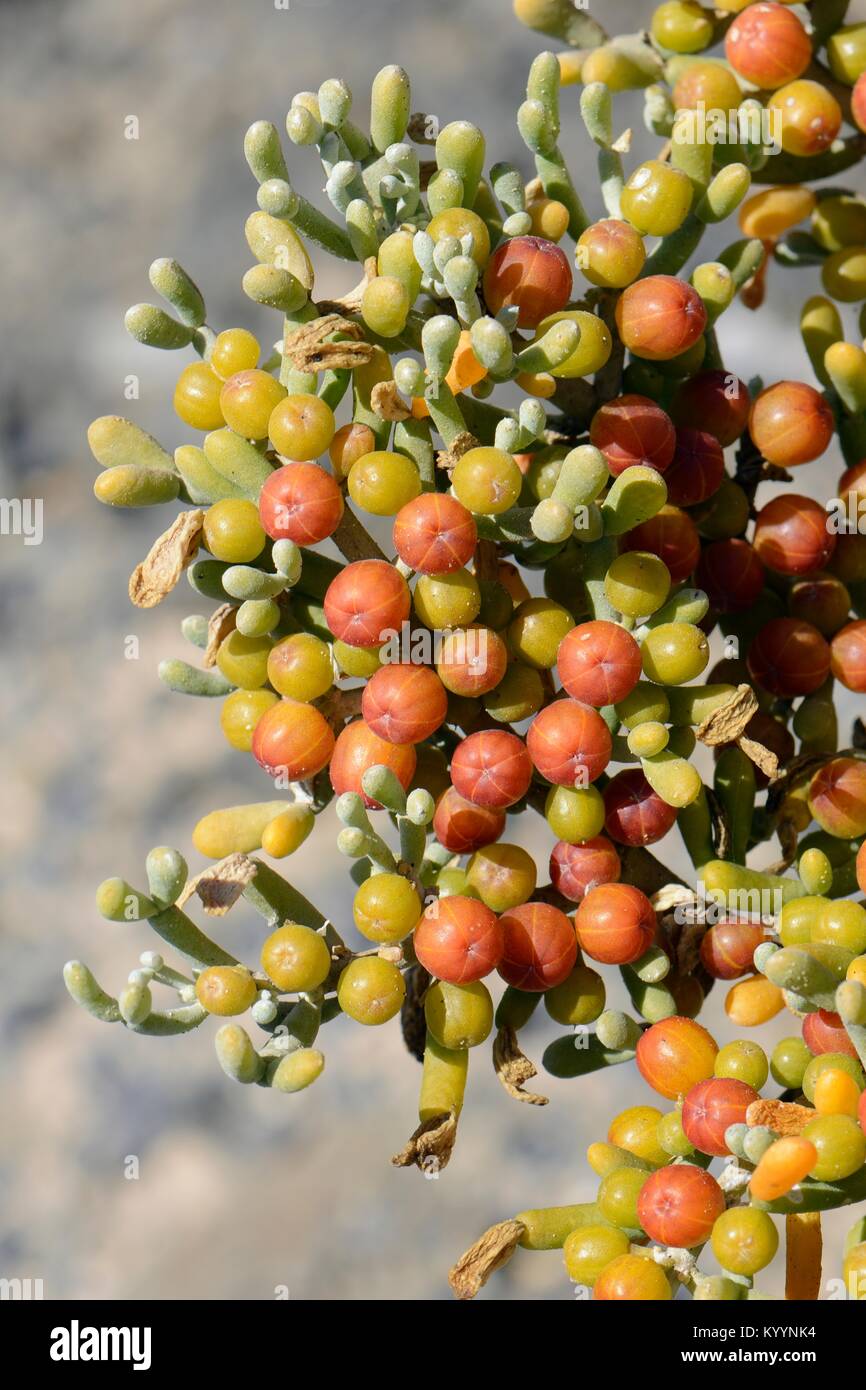 Sea Grape Uvas De Mar Zygophyllum Tetraena Fontanesii Fruits And 