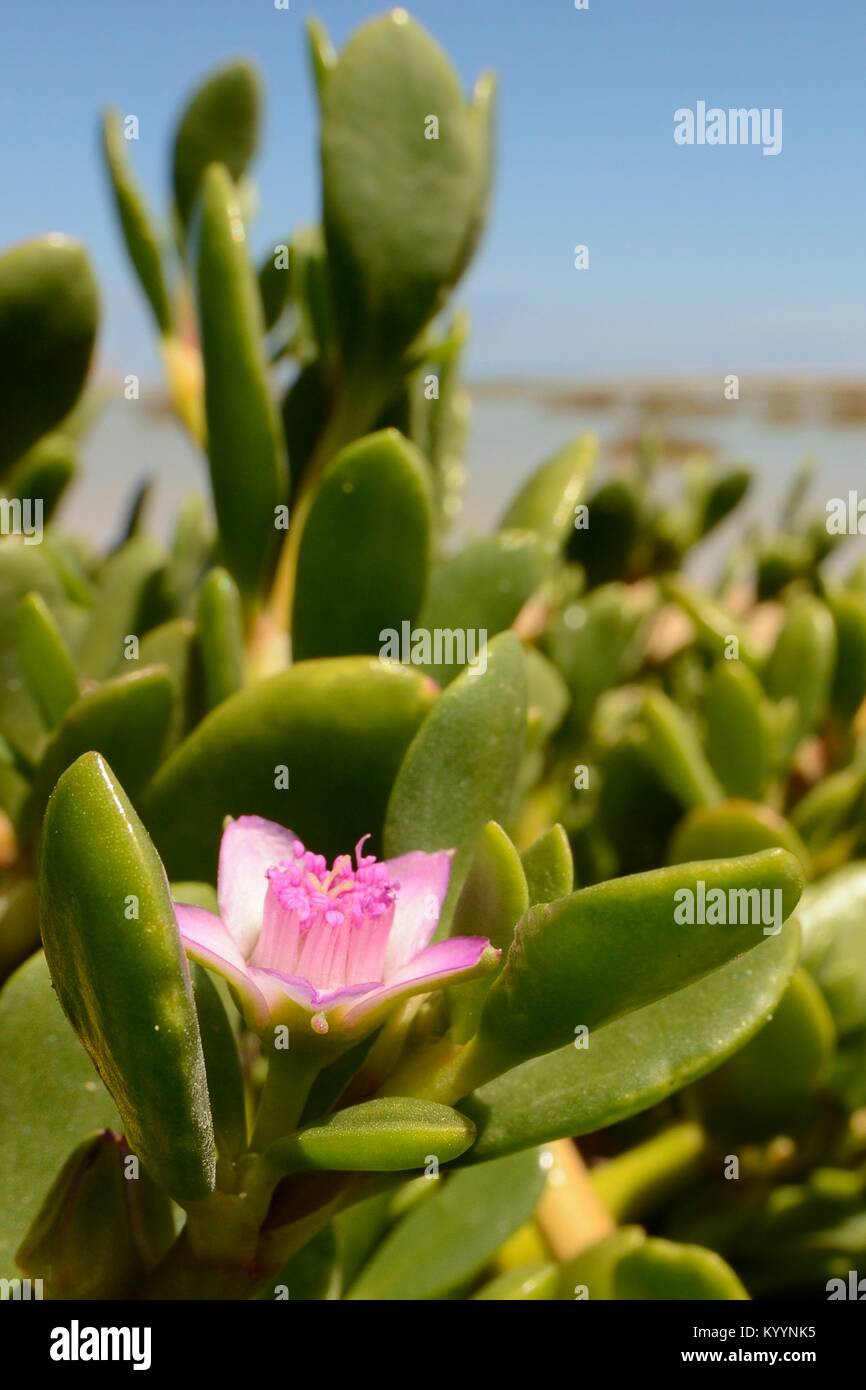 Sea Purslane / Shoreline purslane (Sesuvium portulacastrum) flowering on the sandy shore of a coastal lagoon, Sotavento, Fuerteventura, Canary Islands Stock Photo
