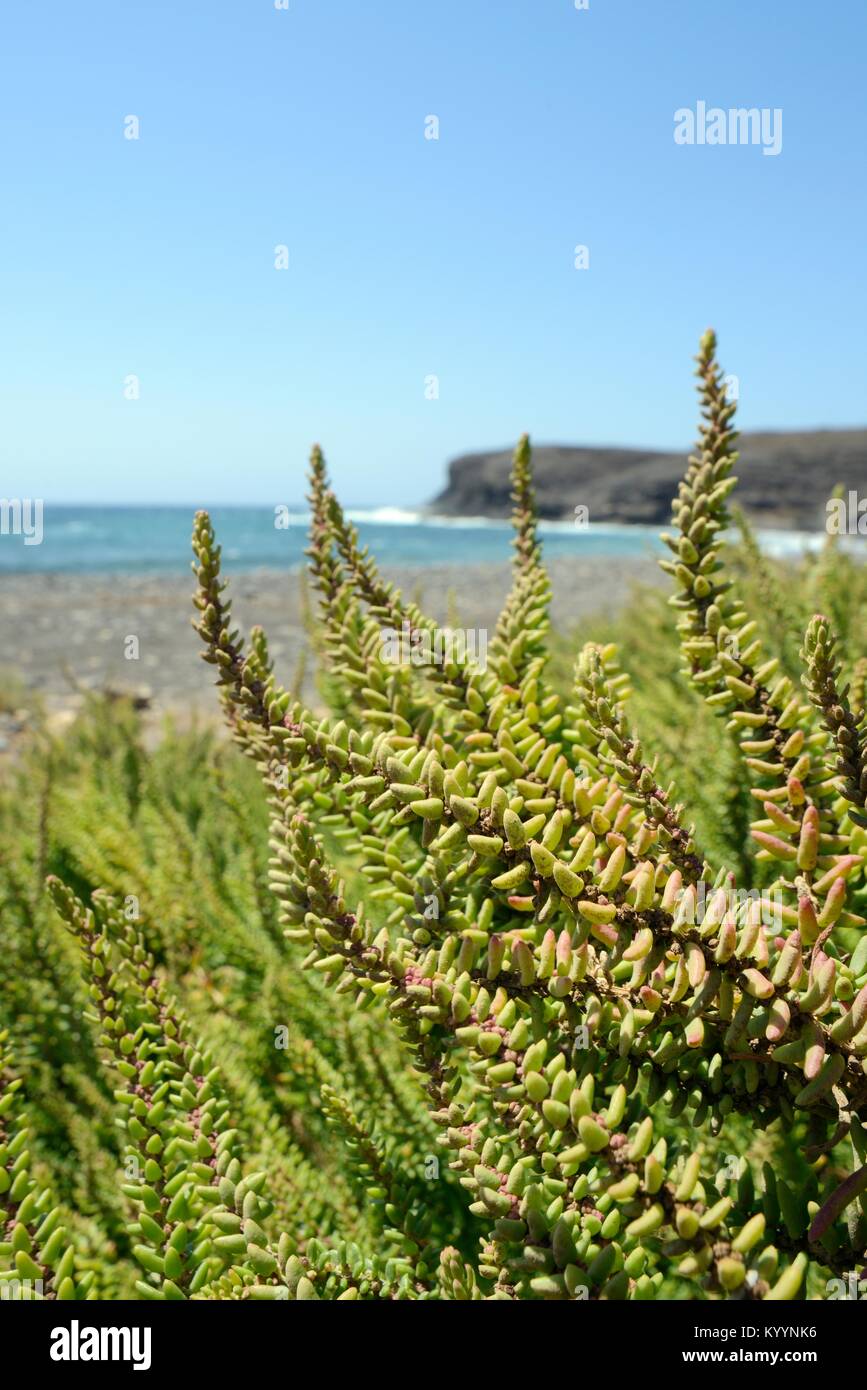 Shrubby sea-blite (Suaeda vera) bushes growing on the fringes of a sandy beach, Pozo Negro, Fuerteventura, June. Stock Photo