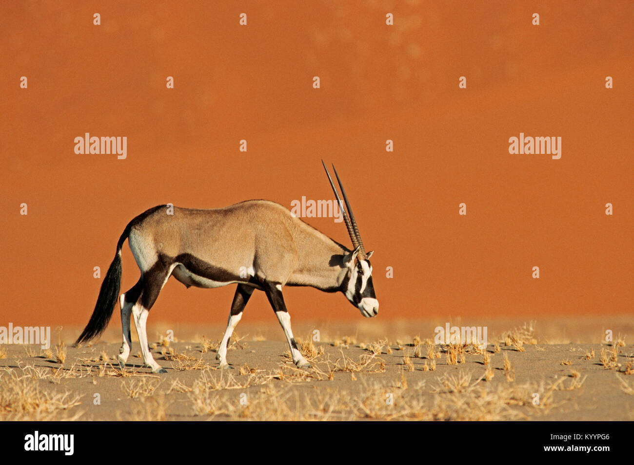 GEMSBOK IN NAMIB NAUKLUFT NATIONAL PARK NAMIBIA visual data 7