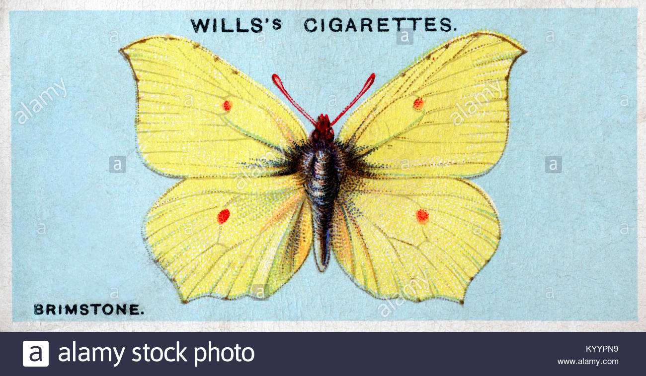 Brimstone butterfly, vintage illustration from 1927 Stock Photo