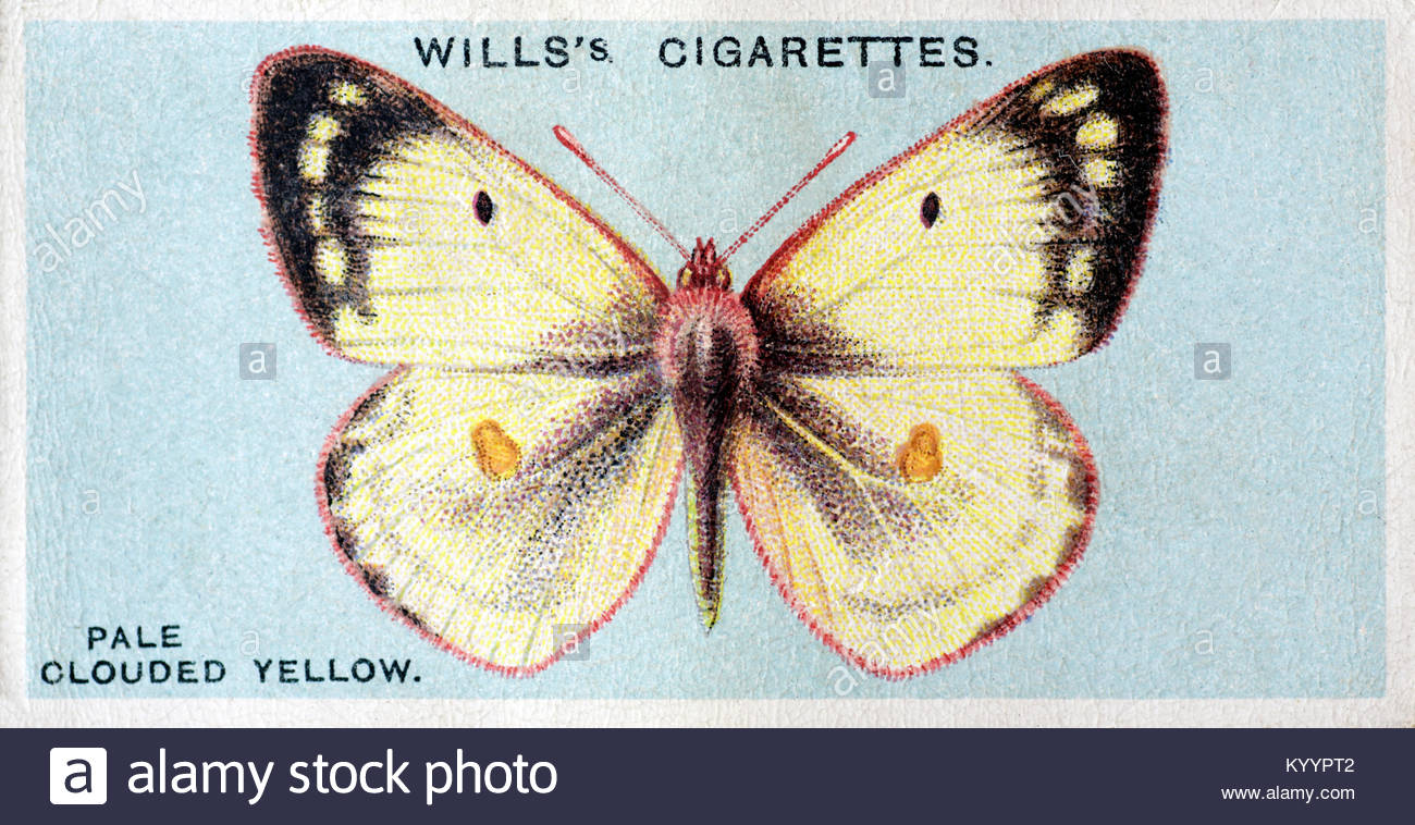 Pale Clouded Yellow butterfly, vintage illustration from 1927 Stock Photo