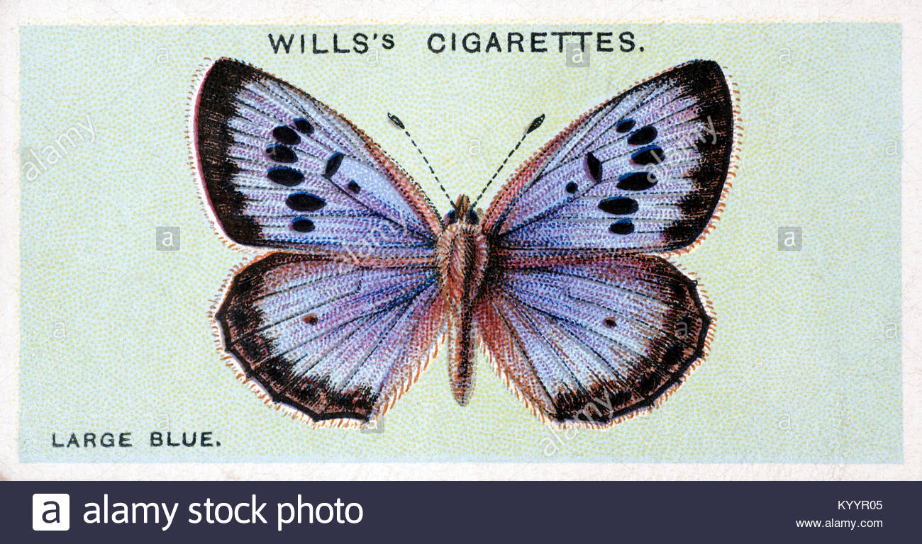 Large Blue butterfly, vintage illustration from 1927 Stock Photo