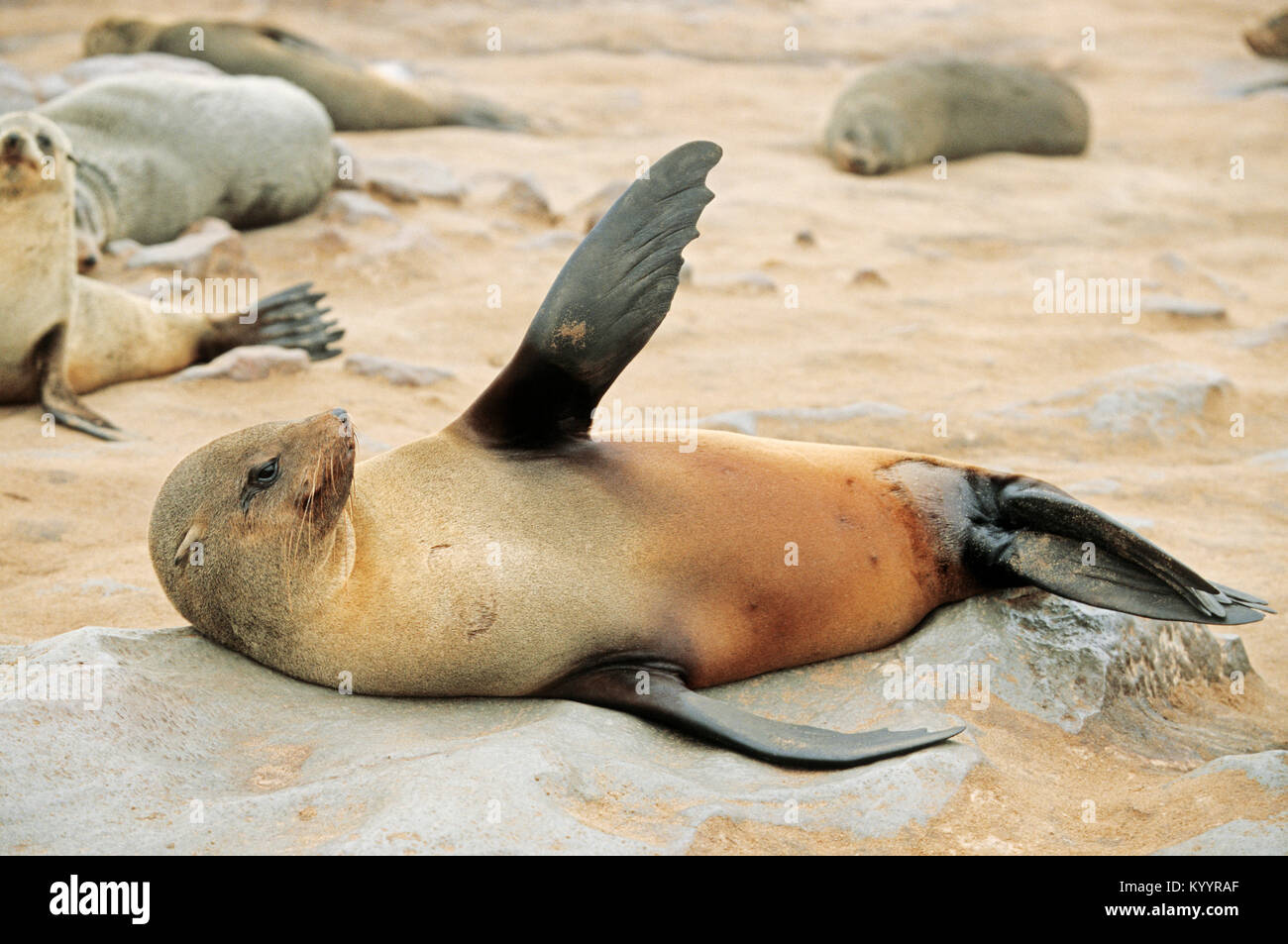 South African Fur Seal, Cape Cross, Namibia / (Arctocephalus pusillus pusillus) | Suedafrikanischer Seebaer, Kreuzkap, Namibia Stock Photo