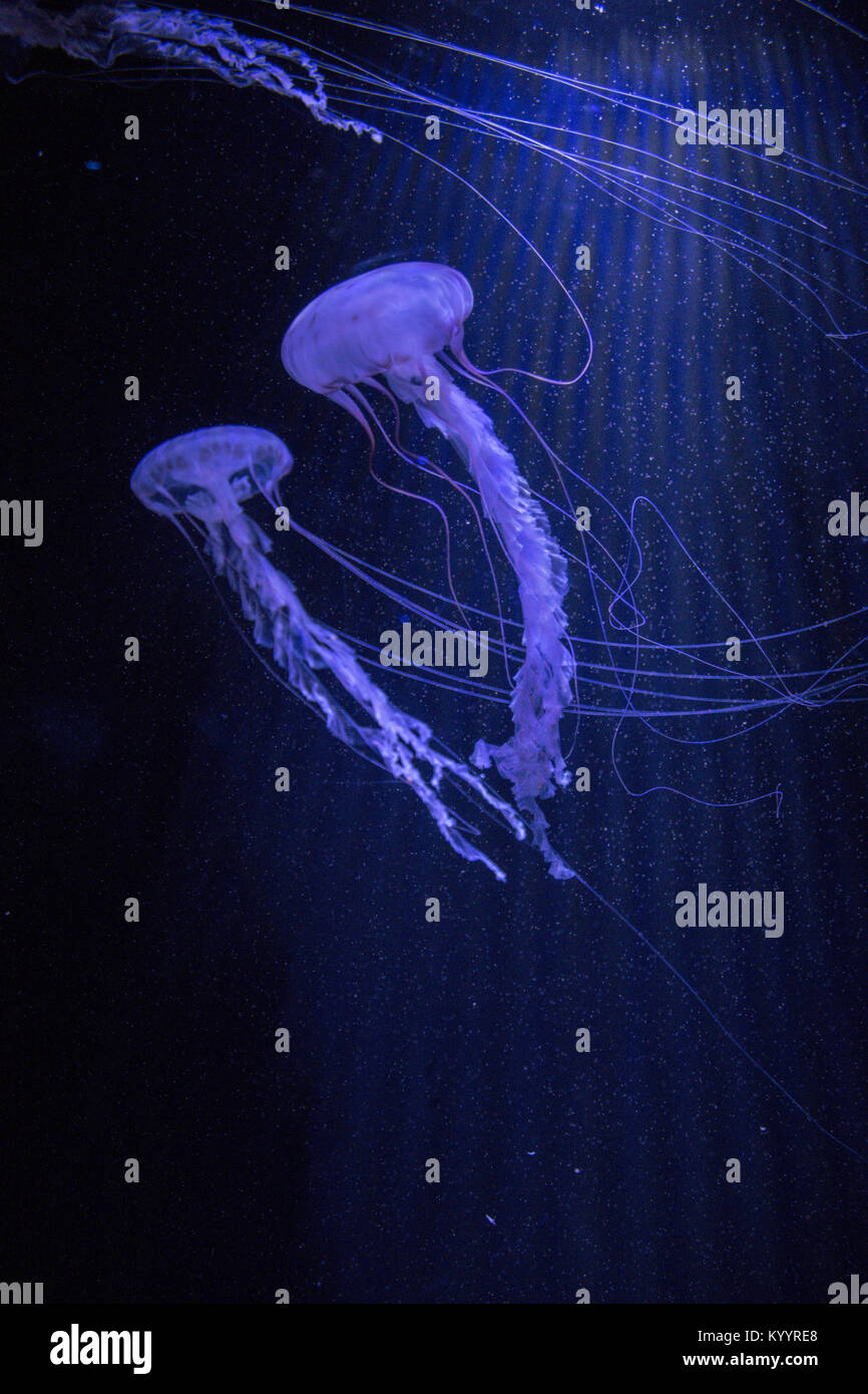 Image of a jelly fish with beams of light. Stock Photo
