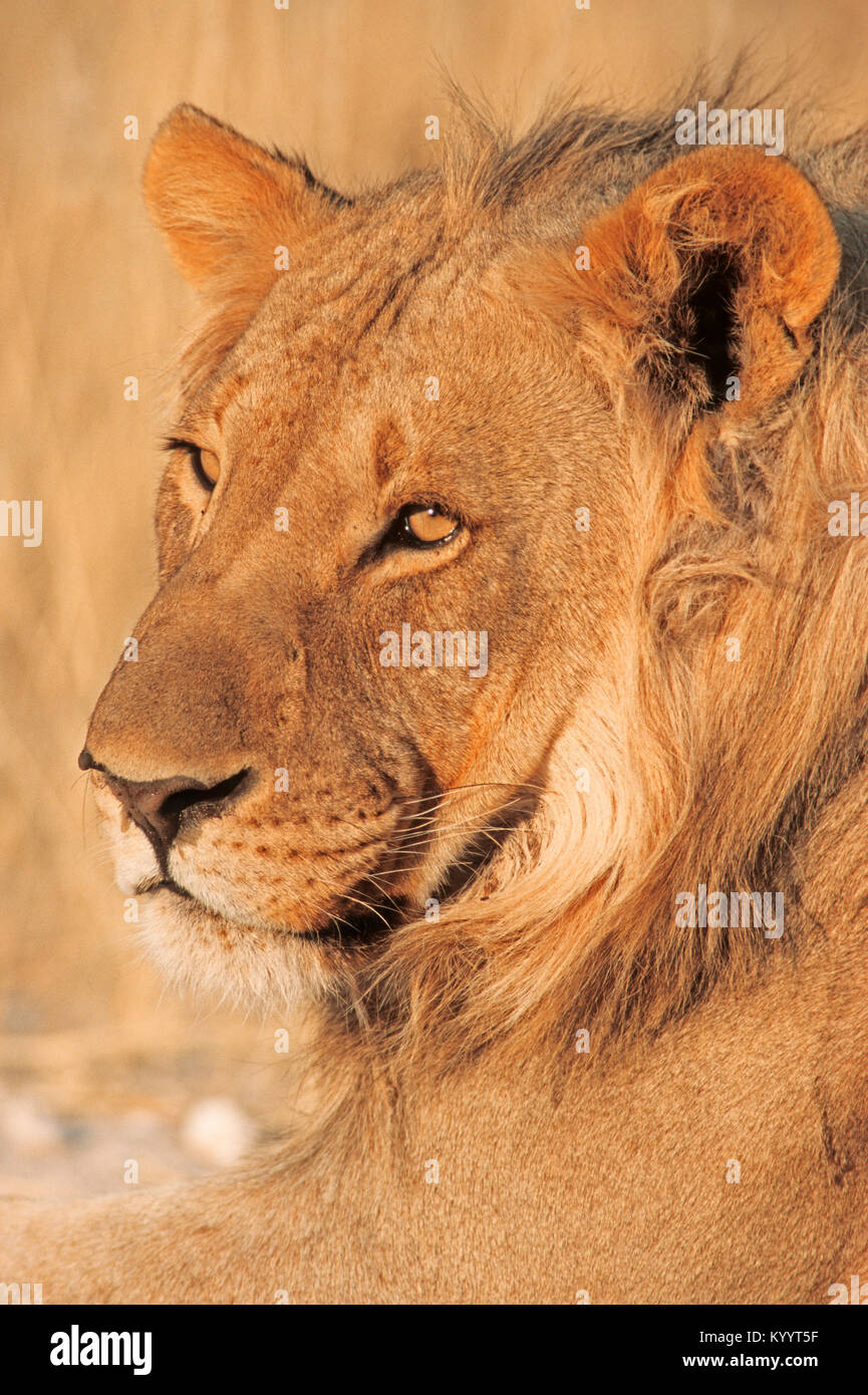 African Lion, male, Etosha national park, Namibia / (Panthera leo) | Afrikanischer Loewe, maennlich, Etosha Nationalpark, Namibia / (Panthera leo) Stock Photo