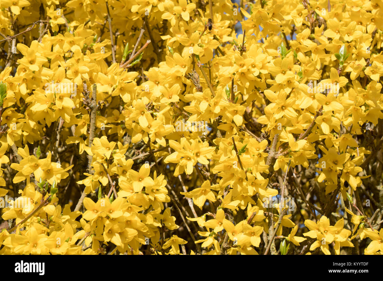 forsythia flowers Stock Photo