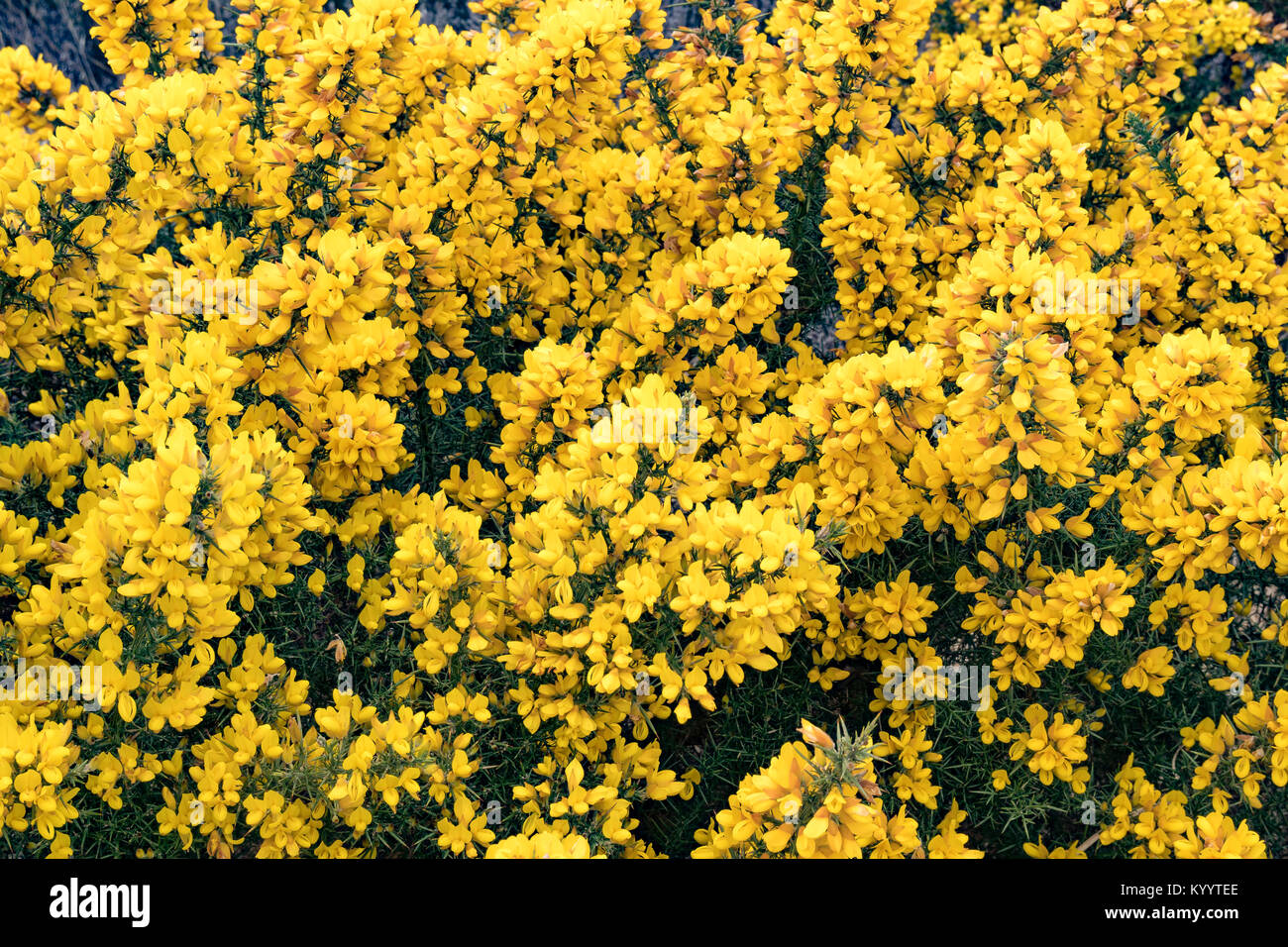 Ulex (commonly known as gorse, furze or whin) Stock Photo