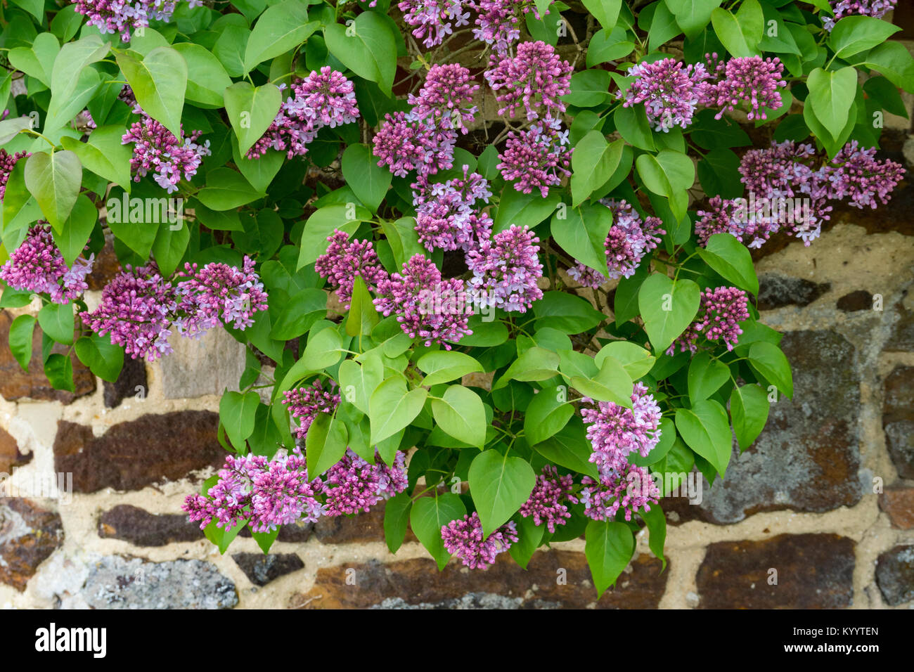 Syringa vulgaris (lilac or common lilac) Stock Photo