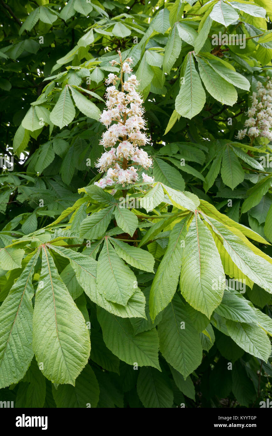 Blossom and leaves of Horse-chestnut tree, Aesculus hippocastanum Stock Photo
