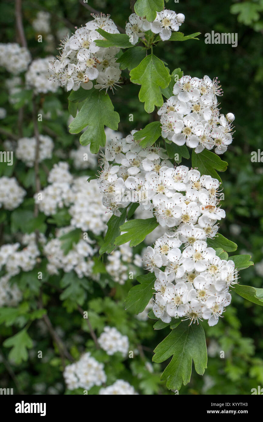 Hawthorn Common Crataegus Monogyna Stock Photo Alamy