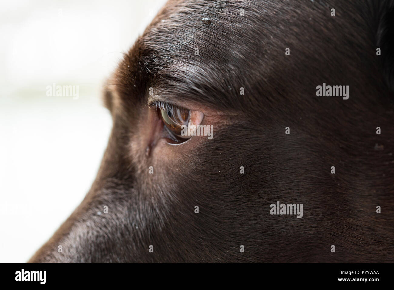 Closeup of a chocolate Labrador retrievers eye and face. Stock Photo