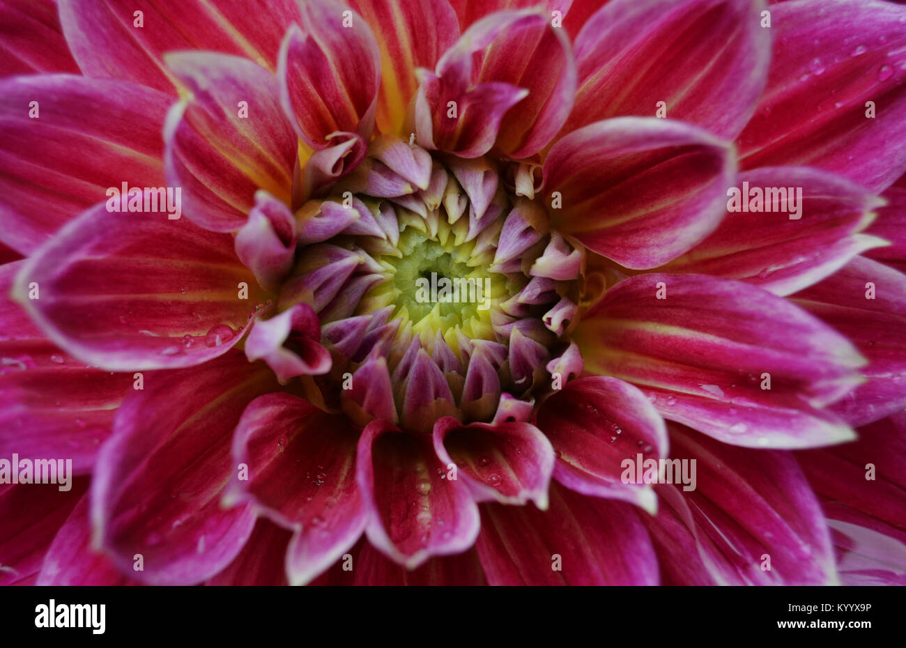 Decorative pink white dahlia flower hi-res stock photography and images ...