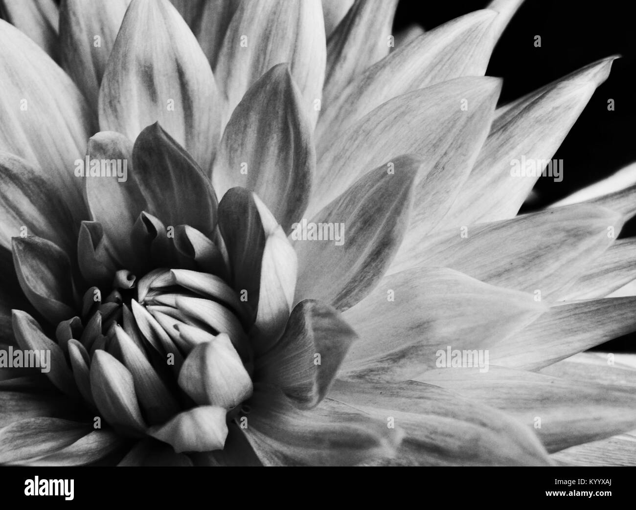 White tender flowers blossom Black and White Stock Photos & Images - Alamy