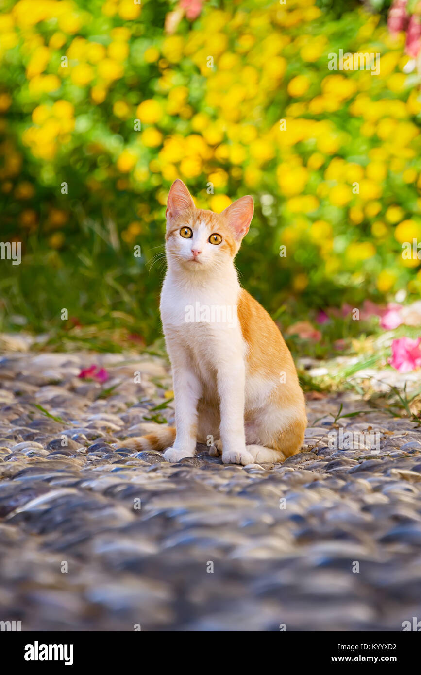 Alert cat, red tabby with white, sitting on a cobblestone path in front of yellow flowers in the old town of Rhodes, Greek island, Dodecanese, Greece Stock Photo