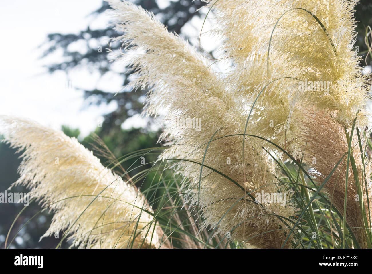Pampas grass grows in the garden in Spain. Stock Photo