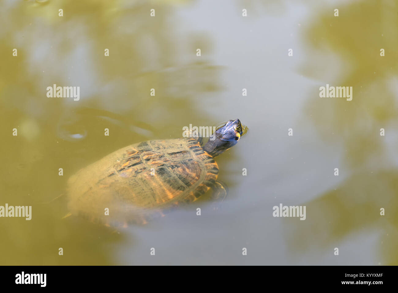 water skull floating in green water in the lake Stock Photo - Alamy