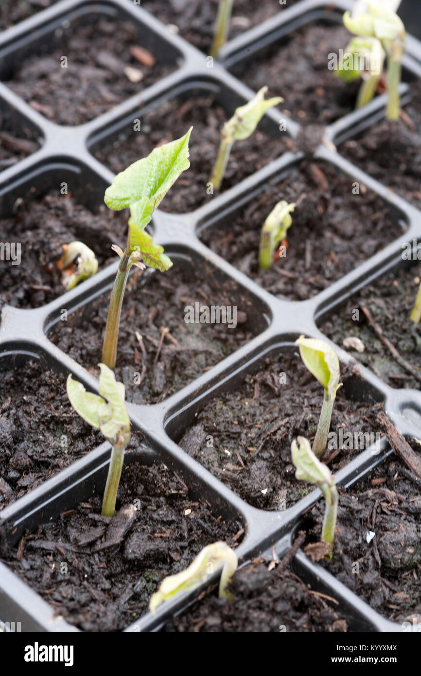 Runner bean seedlings emerging Stock Photo