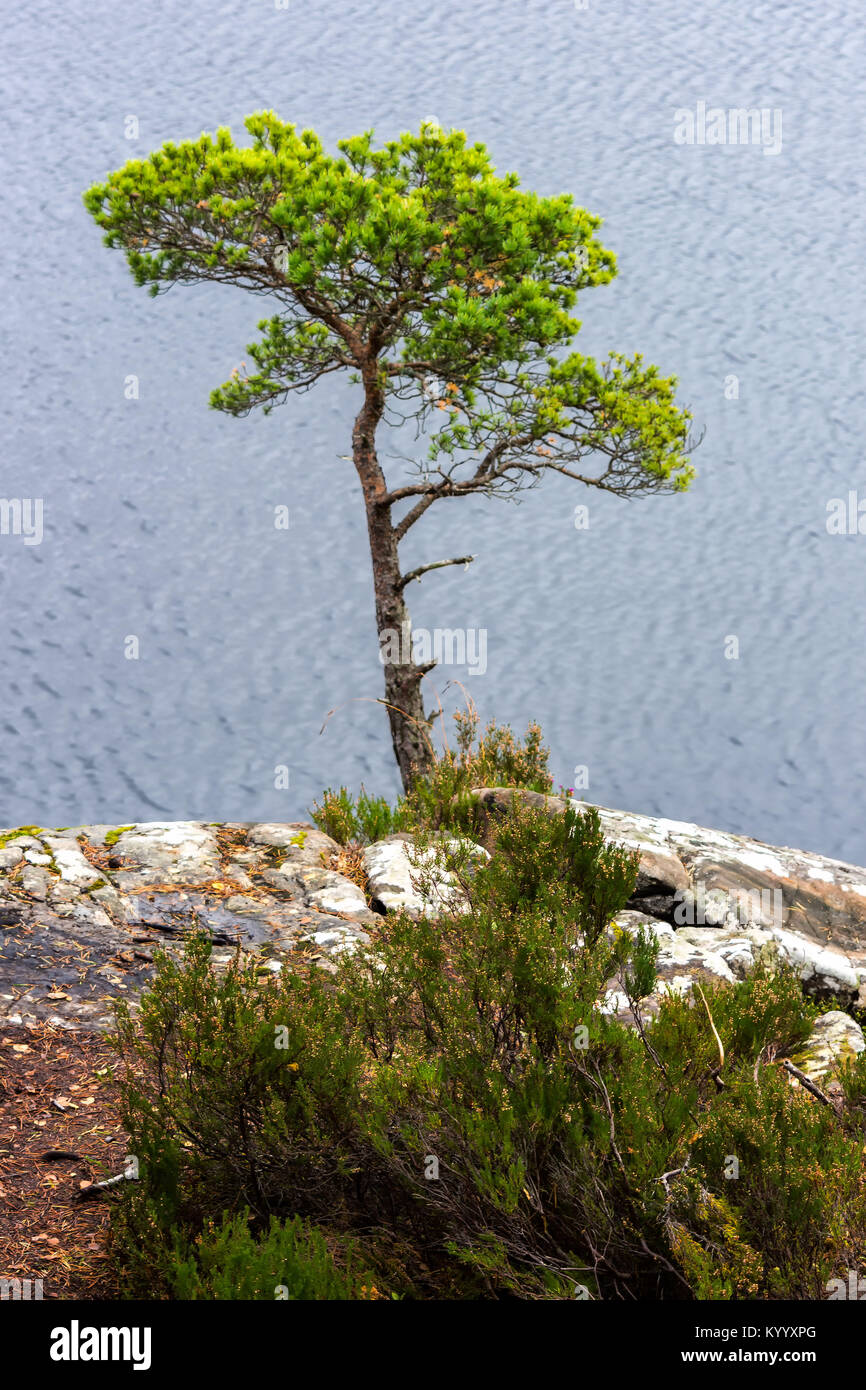 Scots Pine at Loch Maree, Wester Ross, Scotland Stock Photo