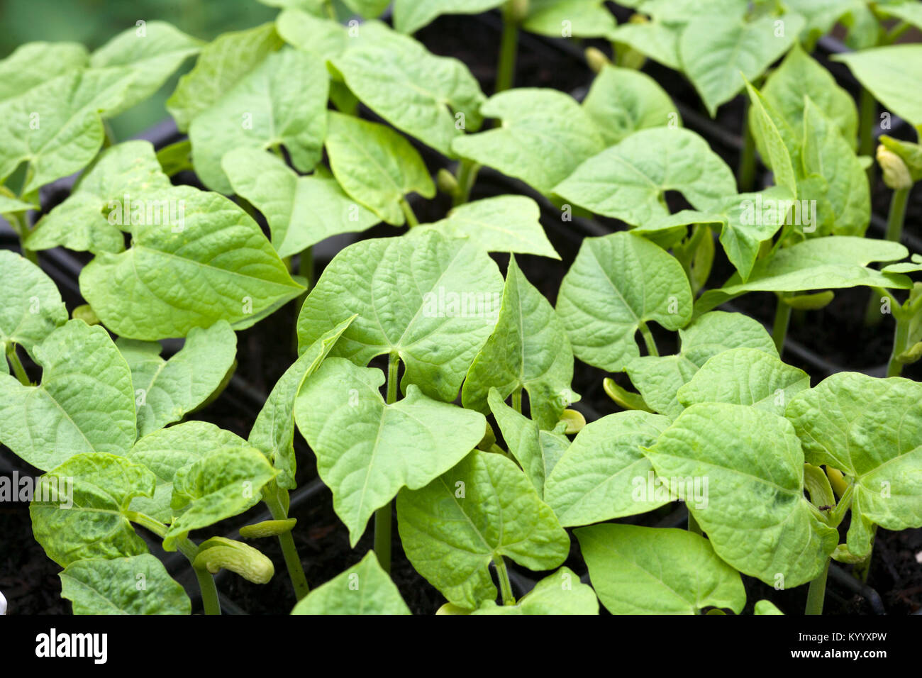 Young bean plants growing in a tray in a greenhouse. Stock Photo