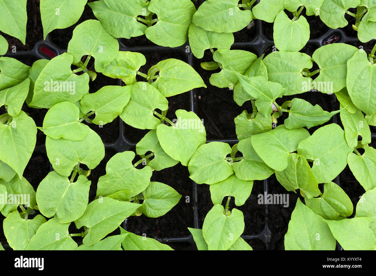 Young bean plants growing in a tray in a greenhouse. Stock Photo