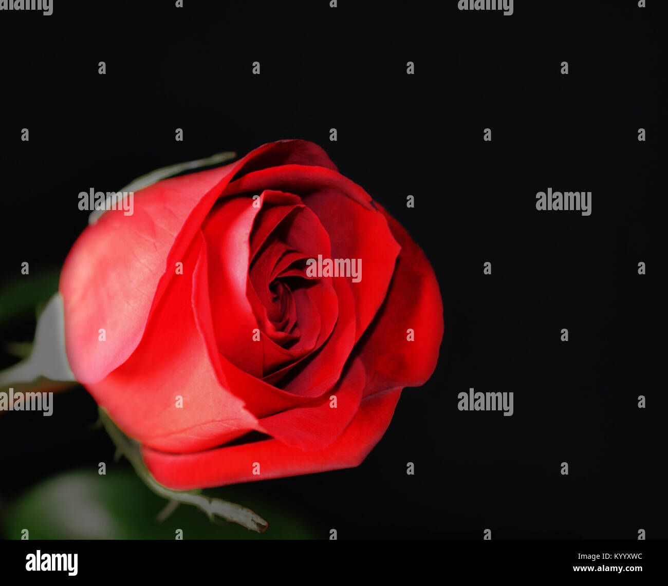 Red rose on black background Stock Photo Alamy