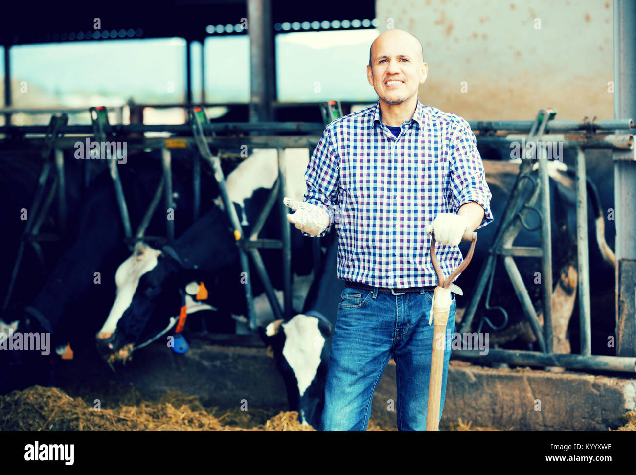 Smiling male farmer holding agricultural tool and standing in hangar ...