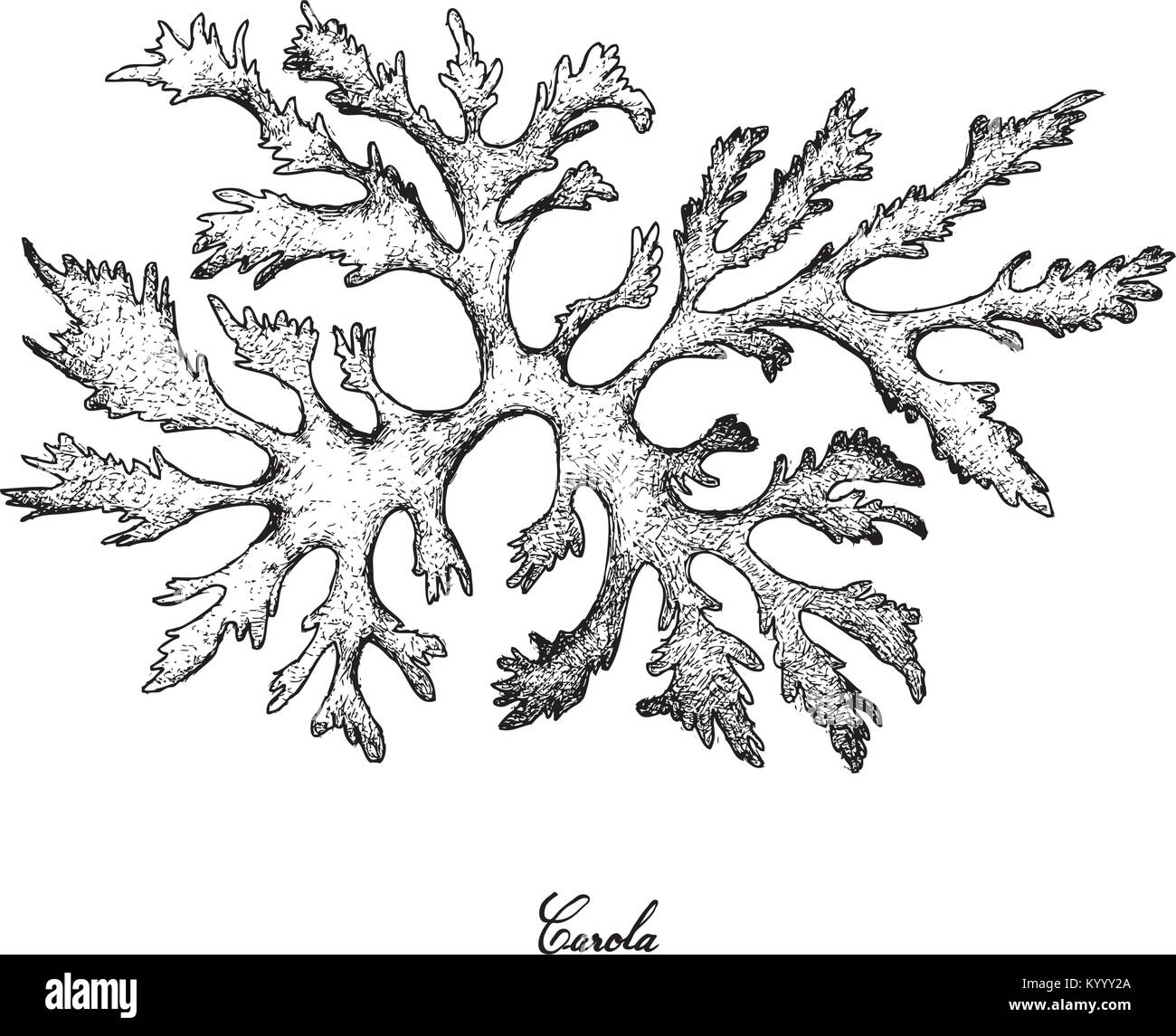Sea Vegetables, Illustration of Hand Drawn Sketch Delicious Fresh Carola or Callophyllis Variegata Seaweed Isolated on White Background. Stock Vector