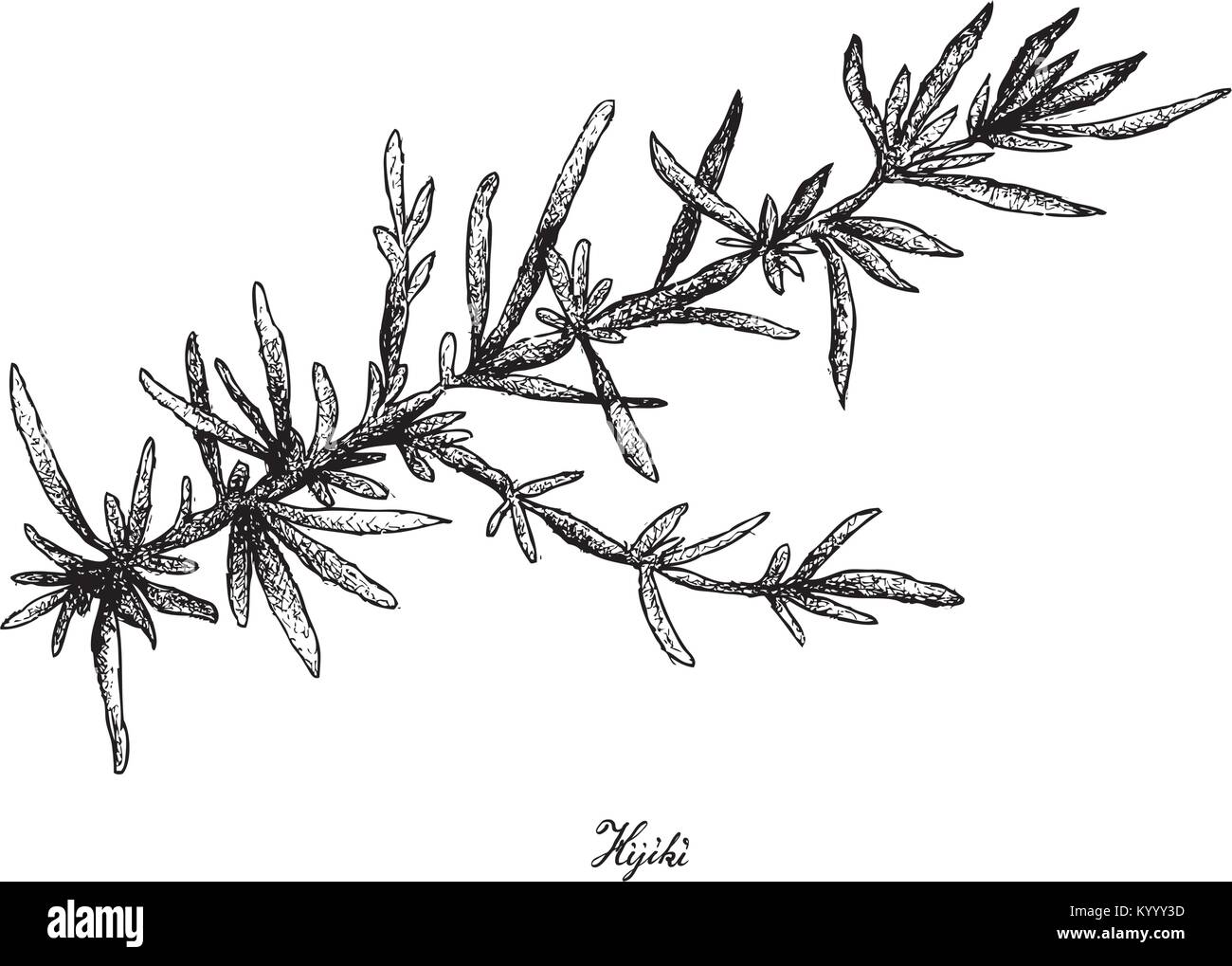 Sargassum algae Stock Vector Images - Alamy