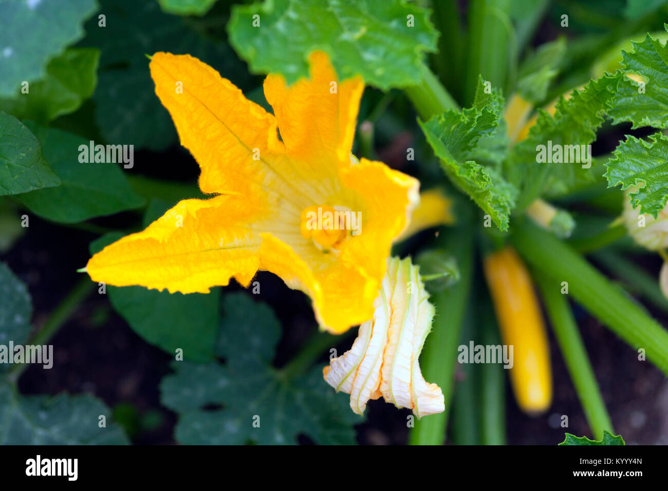 First courgette flowers and fruit emerging Stock Photo Alamy