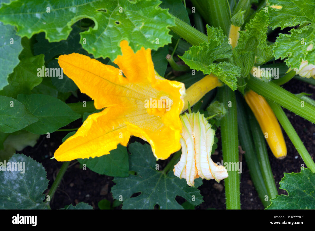 First courgette flowers and fruit emerging Stock Photo Alamy