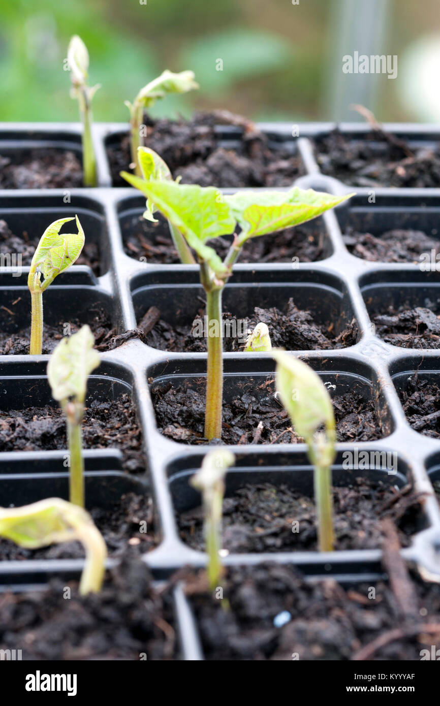 Runner bean seedlings emerging Stock Photo