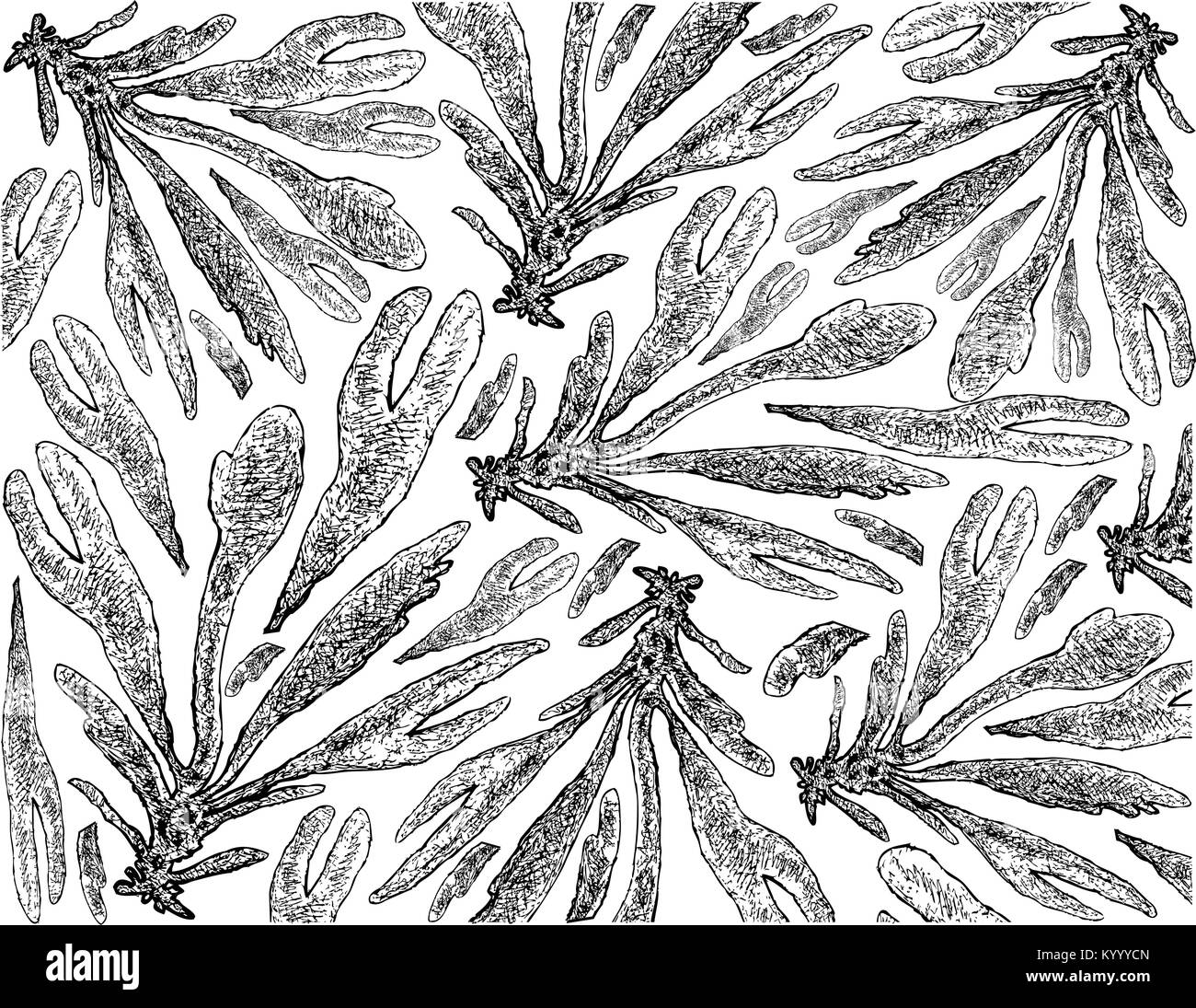 Sea Vegetables, Illustration  Background of Hand Drawn Sketch Dulse, Dillisk or Palmaria Palmata Seaweed. High in Calcium, Magnesium and Iodine. Stock Vector