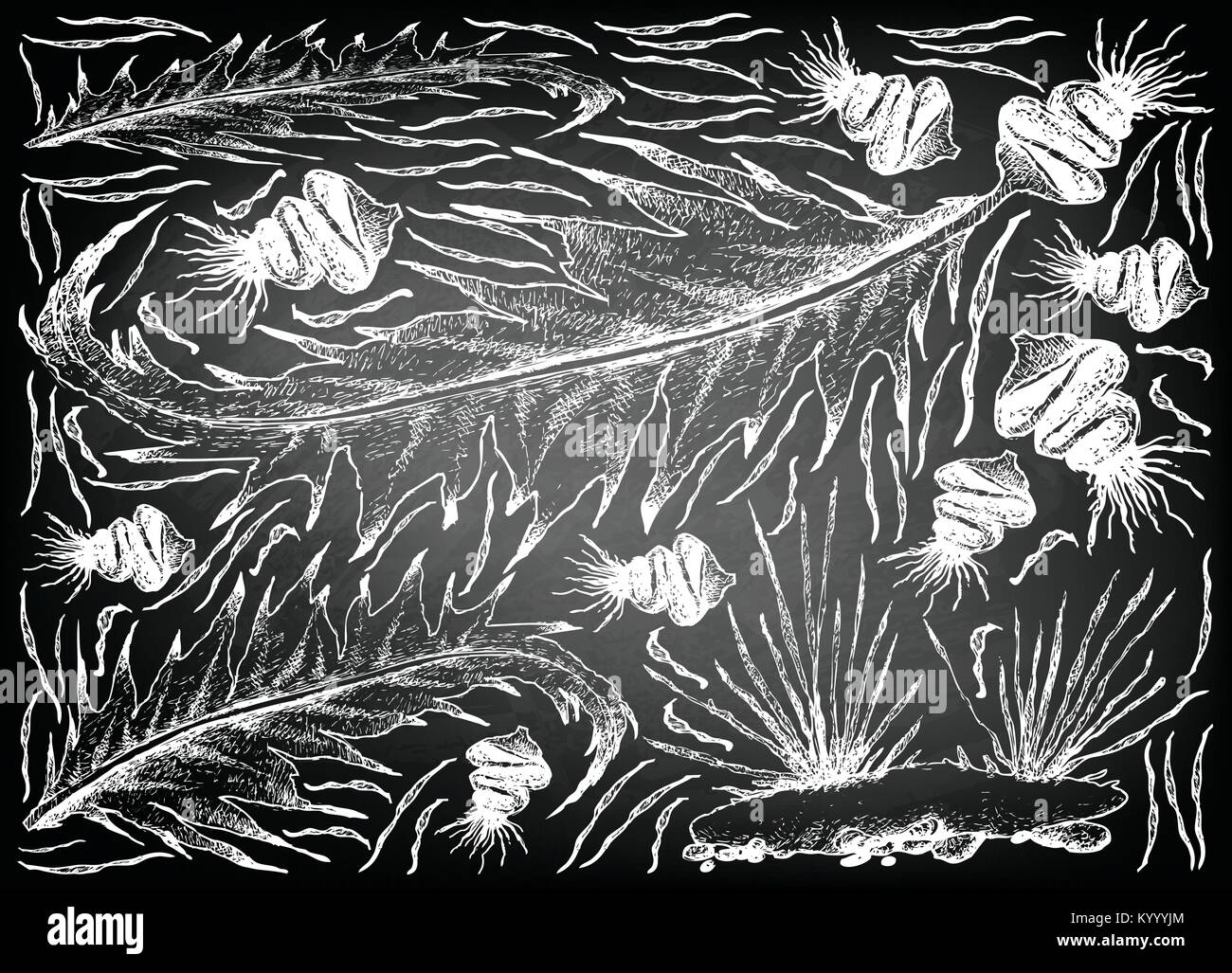 Sea Vegetables, Illustration Background of Hand Drawn Sketch Delicious Fresh Wakame and Aonori Seaweed on Black Chalkboard. High in Calcium, Magnesium Stock Vector