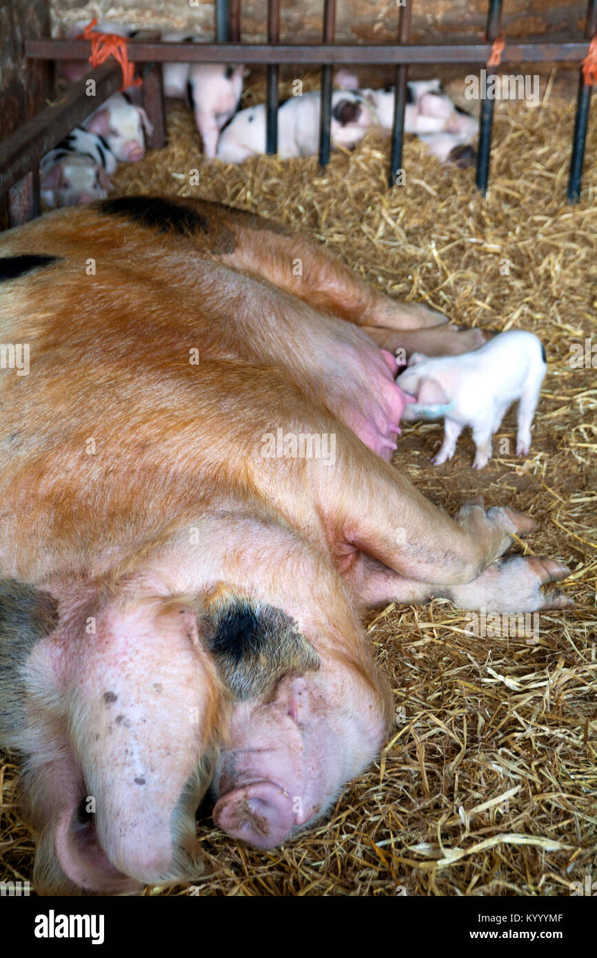 How Do You Feed A Runt Puppy