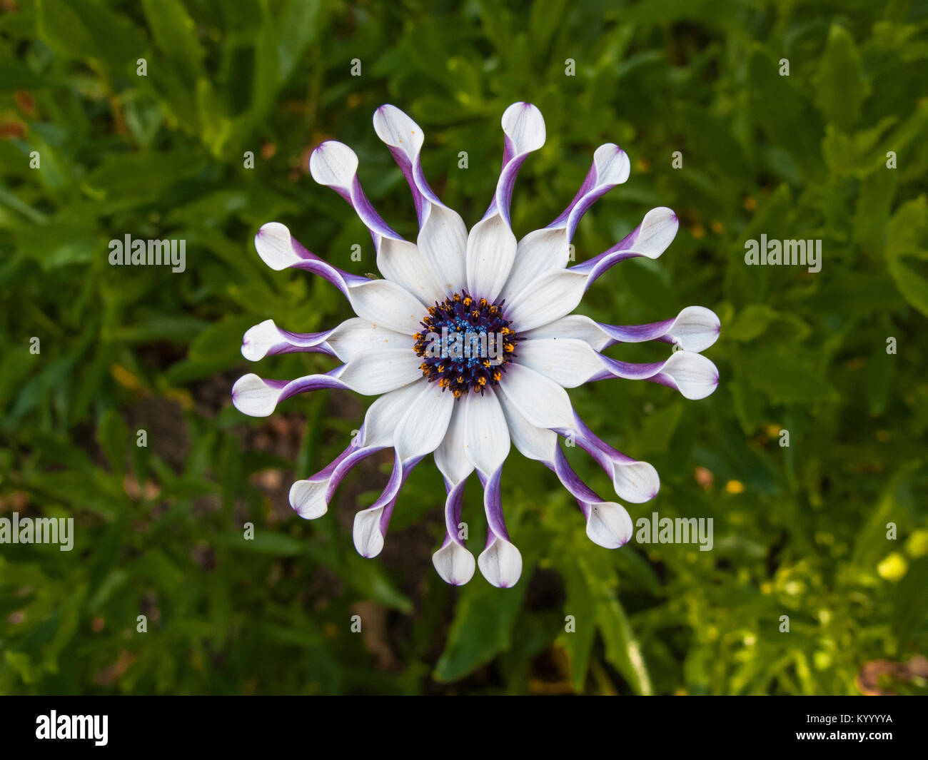African daisy Stock Photo