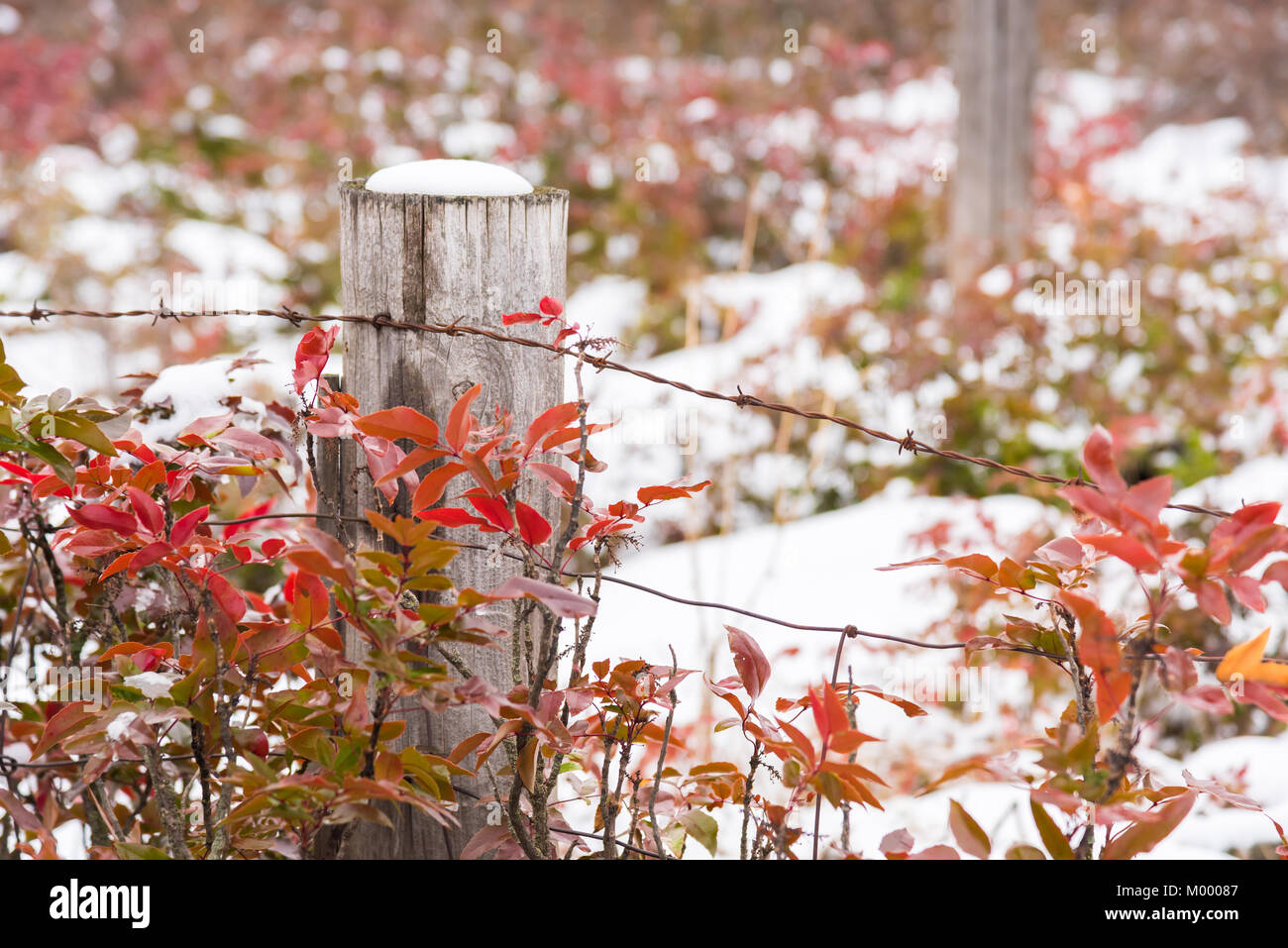 Snow-covered wooden fence post surrounded by red leaves of Oregon Grape ...