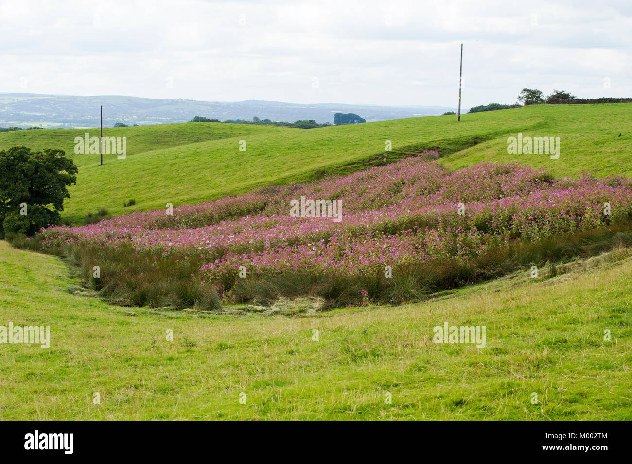 Himalayan Balsam an alien, highly invasiv plant blooming on Longridge Fell above the Ribble Valley in Lancashire, UK. Stock Photo