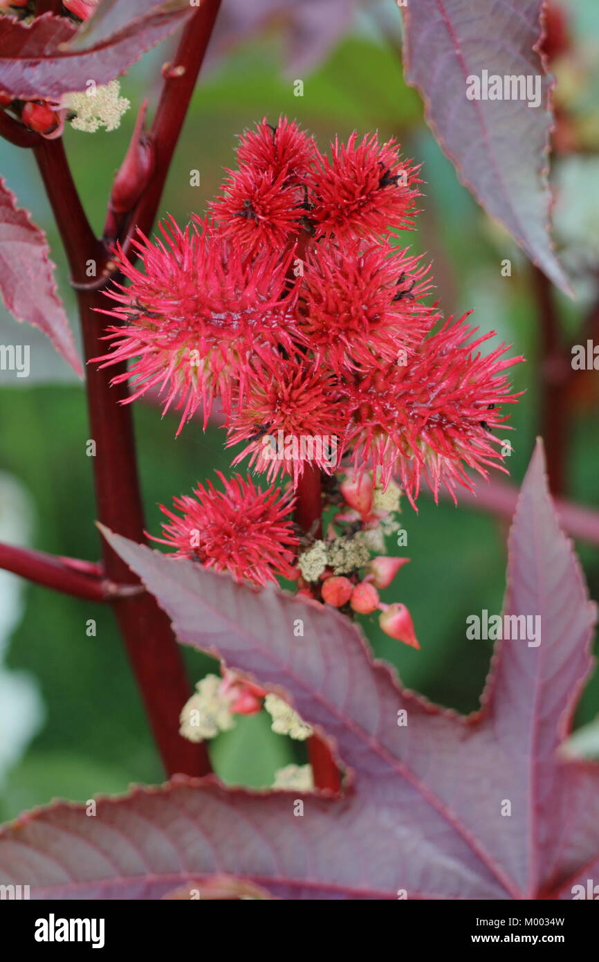 Ricinus communis, or Castor oil plant, a highly toxic perennial, in flower in a garden border in late summer, England, UK Stock Photo
