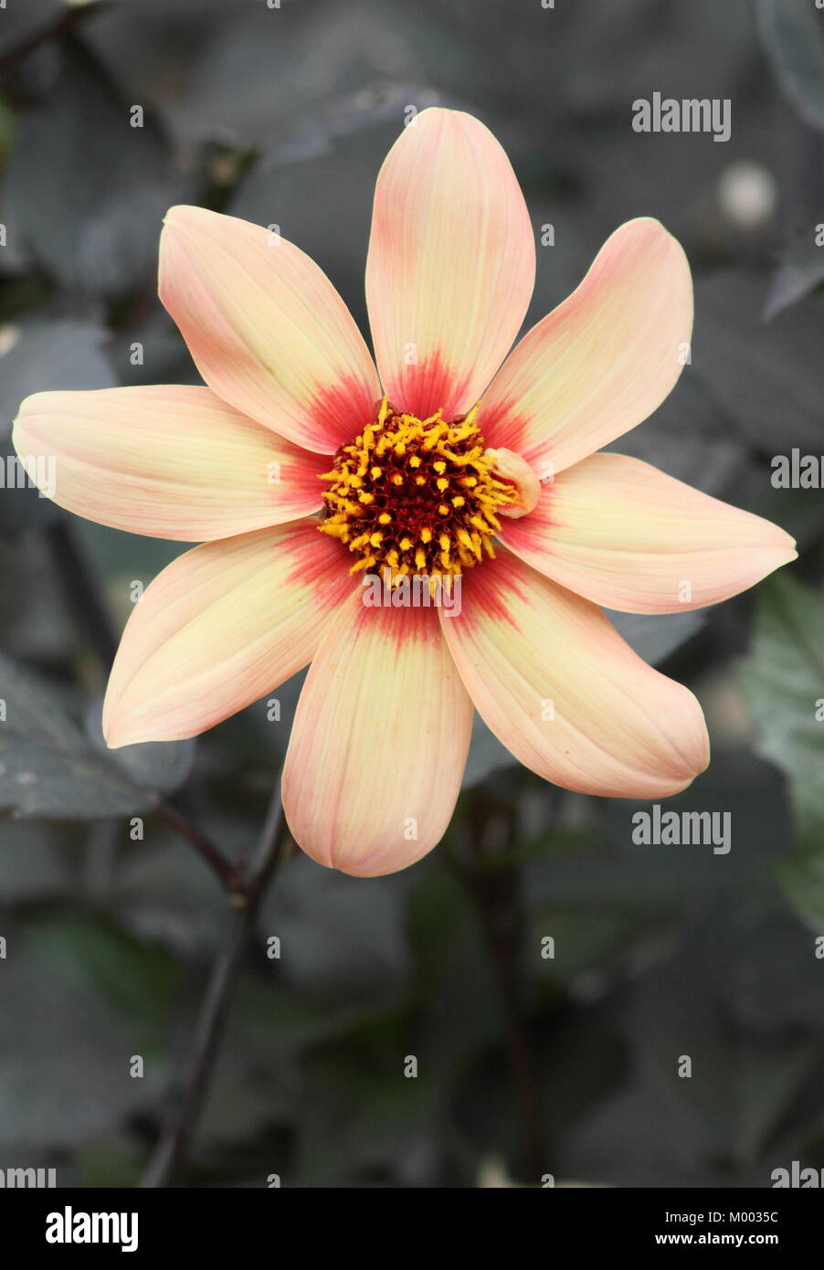 Dahlia 'Happy Single First Love', in flower in a garden border in late summer, England, UK Stock Photo