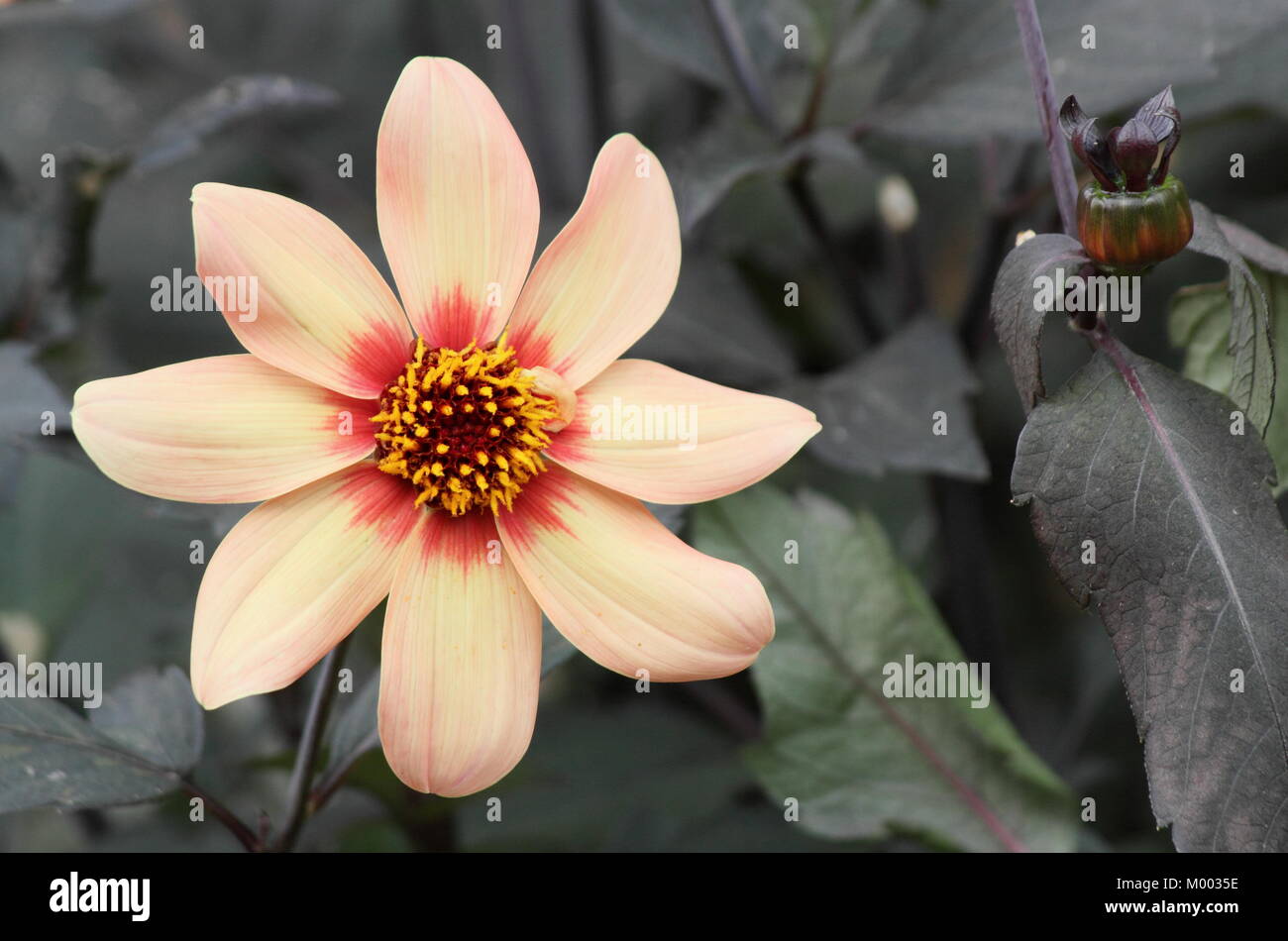 Dahlia first love garden border hi-res stock photography and images - Alamy