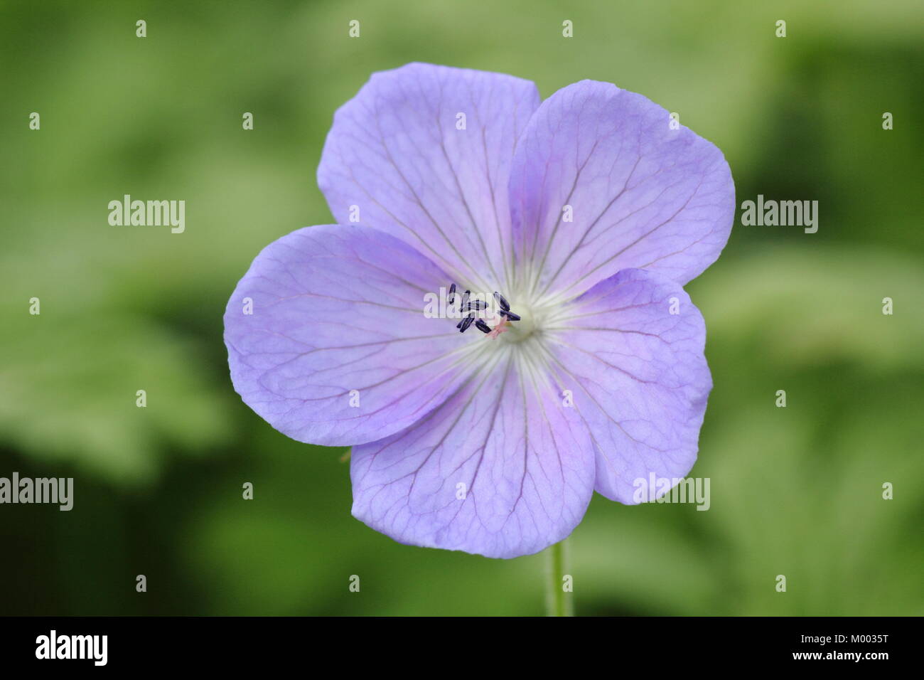 Geranium himalayense 'Irish Blue', in flower in a garden border in late summer, England, UK Stock Photo