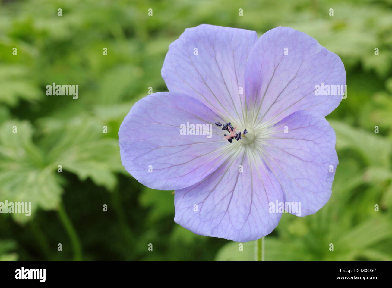 Geranium himalayense 'Irish Blue', in flower in a garden border in late summer, England, UK Stock Photo